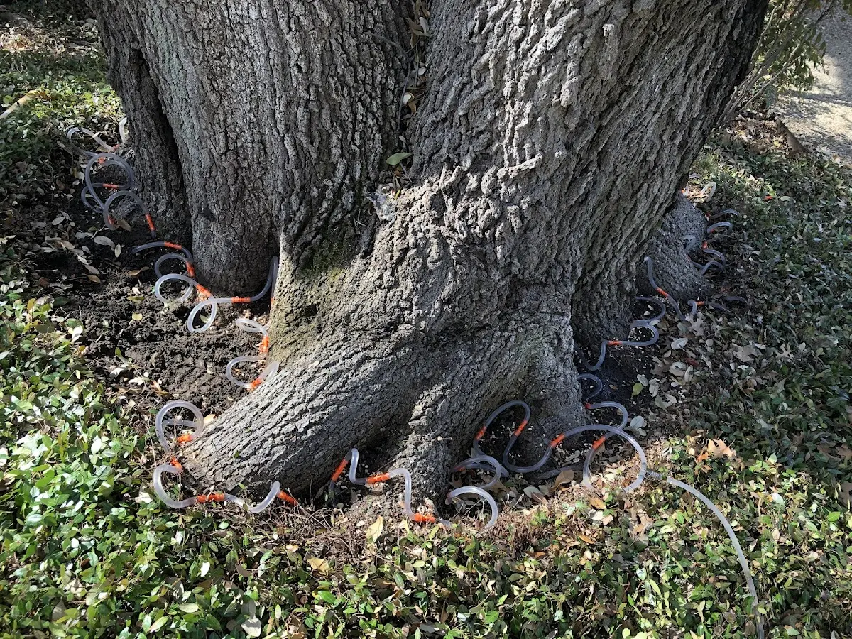 Detailed Tree Cabling and Bracing job site in New Carlisle