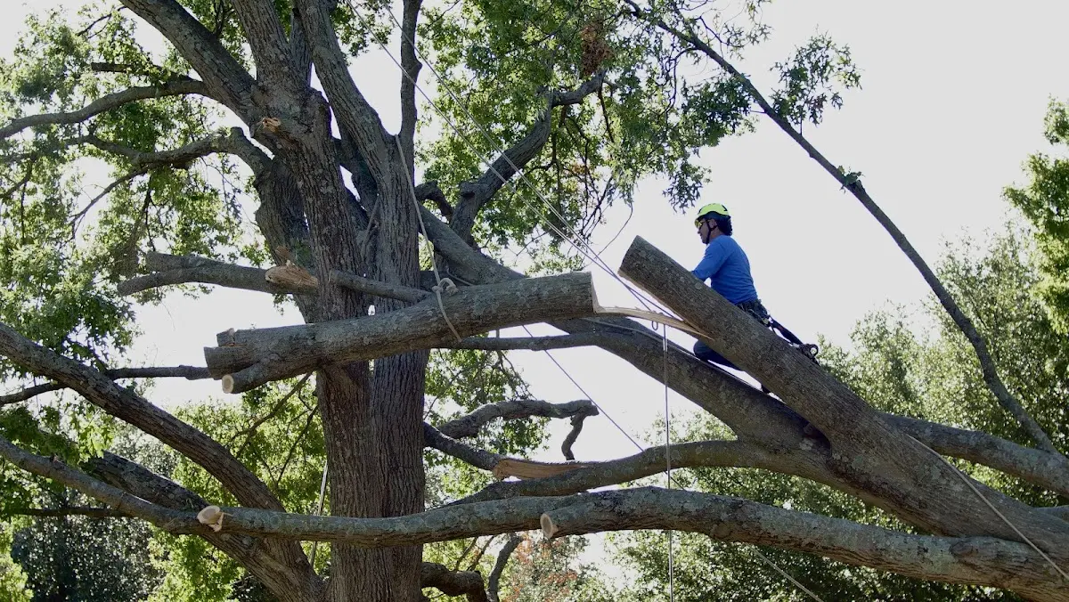 Professional Crown Thinning performed by certified arborists in New Carlisle