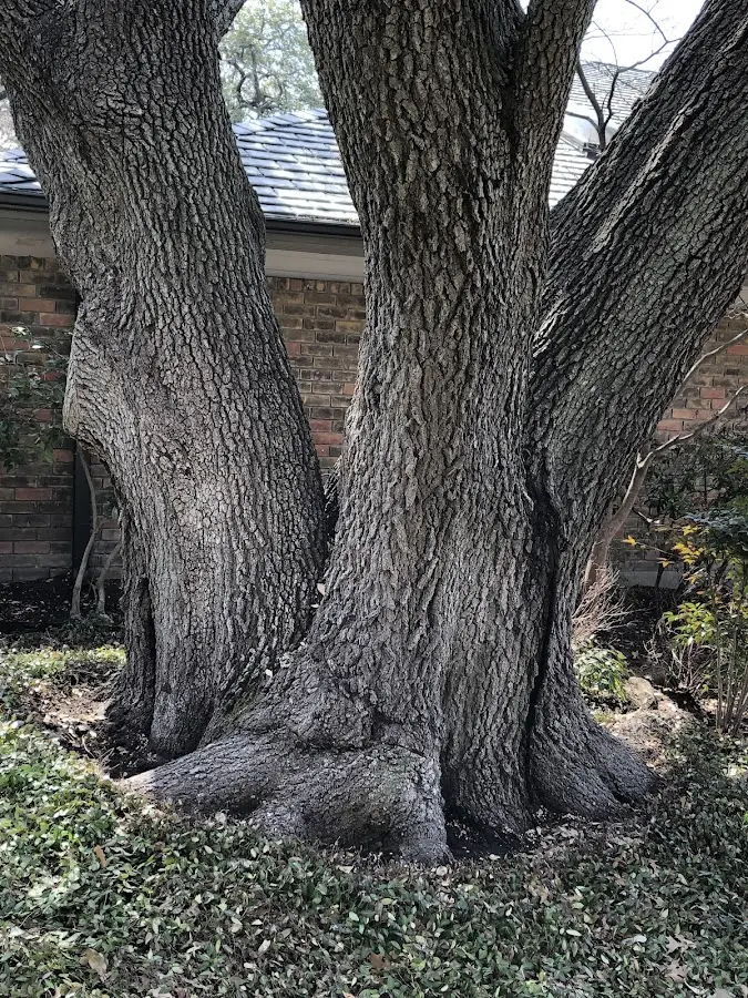 Mature heritage tree close to a New Carlisle property cared for by certified arborists